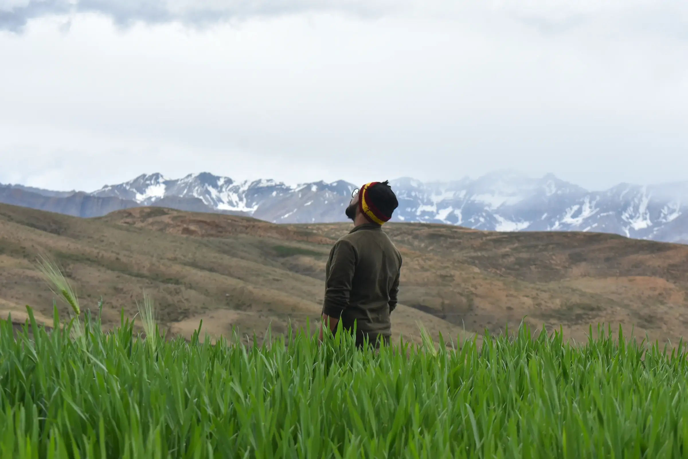 Standing in a barley field at Hikkim, looking out to a line of snow-covered Himalayan peaks